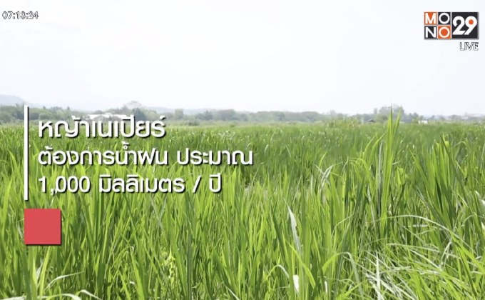 หญ้าเนเปียร์ ปลูกง่าย ขายคล่อง ไม่ต้องดูแลเยอะ
