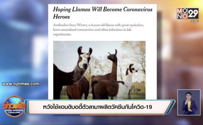 หวังใช้แอนติบอดี้ตัวลามาผลิตวัคซีนกันโควิด-19