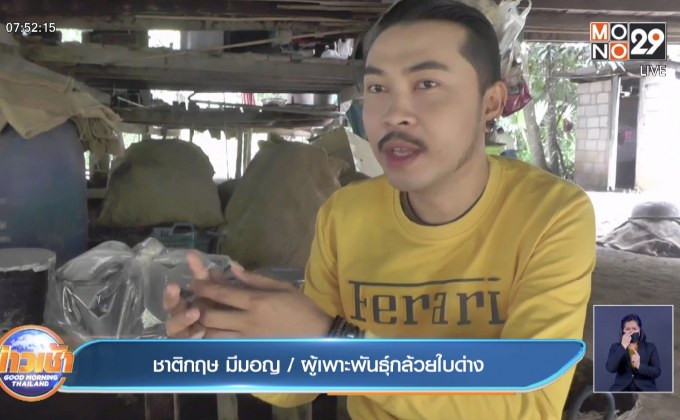 สู้โควิด “เซียนพระ” หันไปเพาะกล้วยใบด่างขาย รายได้ดี