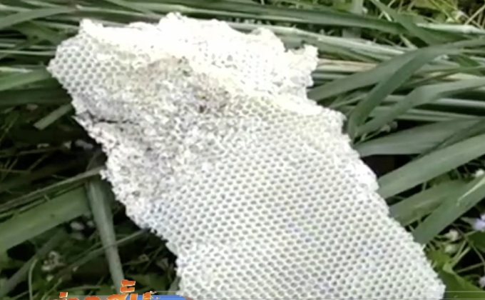 หนุ่มโคราชถูกฝูงผึ้งหลวงรุมต่อยดับคาต้นไม้