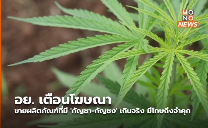 อย. เตือนโฆษณาขายผลิตภัณฑ์ที่มี ‘กัญชา-กัญชง’ เกินจริง มีโทษถึงจำคุก