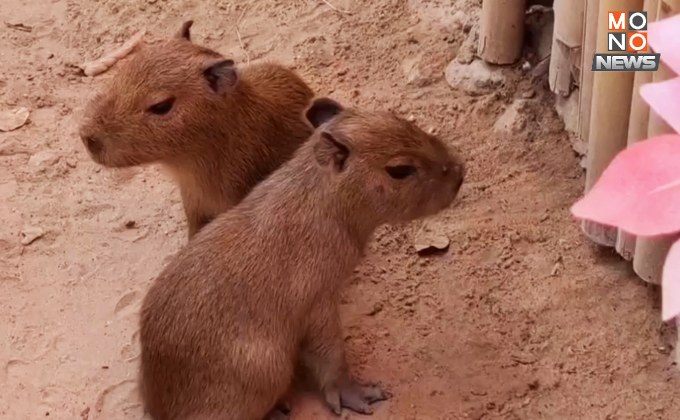 สุดน่ารัก! สวนสัตว์อุบลฯ ชวนตั้งชื่อลูกคาปิบาราสมาชิกใหม่ 2 ตัว ขอขึ้นต้นด้วยคำว่าใบ