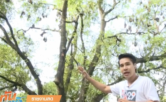 เจษฎาพาลุย : หมัศจรรย์ค้างคาวแม่ไก่ วัดโพธิ์บางคล้า จ.ฉะเฉิงเทรา