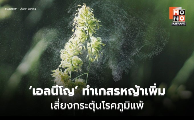 พบ ‘เอลนีโญ’ ทำเกสรหญ้าเพิ่มขึ้น เสี่ยงกระตุ้นโรคภูมิแพ้