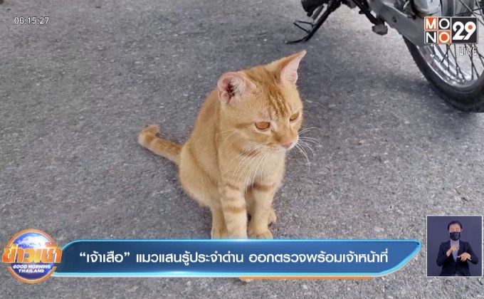 “เจ้าเสือ” แมวแสนรู้ประจำด่าน ออกตรวจพร้อมเจ้าหน้าที่