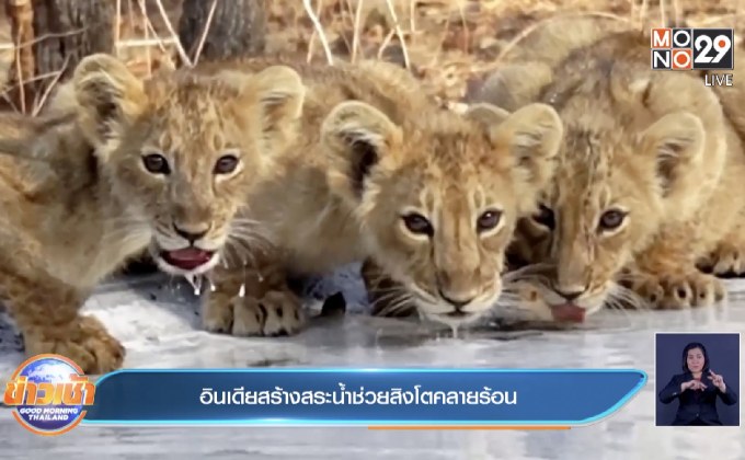 อินเดียสร้างสระน้ำช่วยสิงโตคลายร้อน