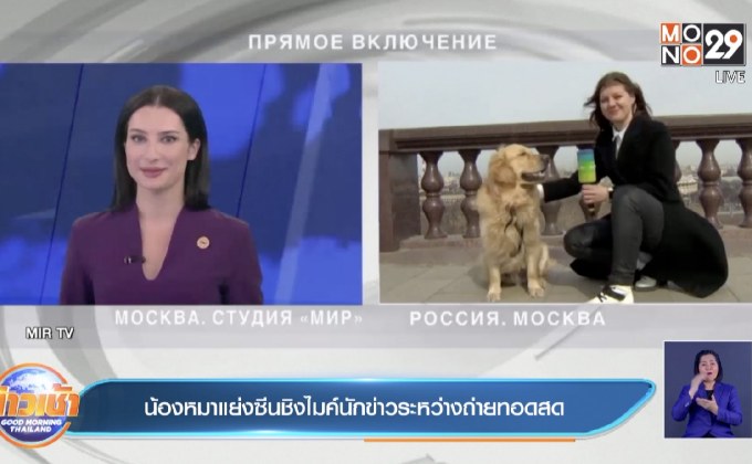 น้องหมาแย่งซีนชิงไมค์นักข่าวระหว่างถ่ายทอดสด