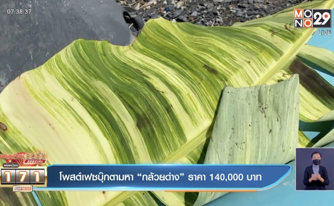 โพสต์เฟซบุ๊กตามหา“กล้วยด่าง” ราคา 140,000 บาท