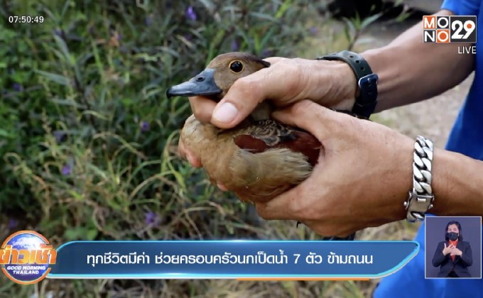ทุกชีวิตมีค่า ช่วยครอบครัวนกเป็ดน้ำ 7 ตัว ข้ามถนน