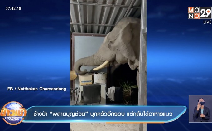 ช้างป่า“พลายบุญช่วย” บุกครัวอีกรอบ แต่กลับได้อาหารแมว
