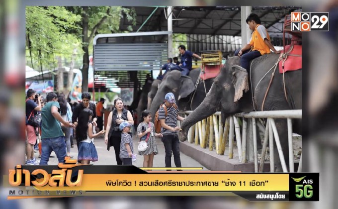 พิษโควิด ! สวนเสือศรีราชาประกาศขาย “ช้าง 11 เชือก”