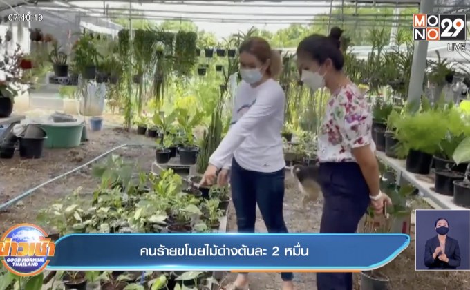 คนร้ายขโมยต้นไม้ด่าง มูลค่ารวมกว่า 5 แสนบาท