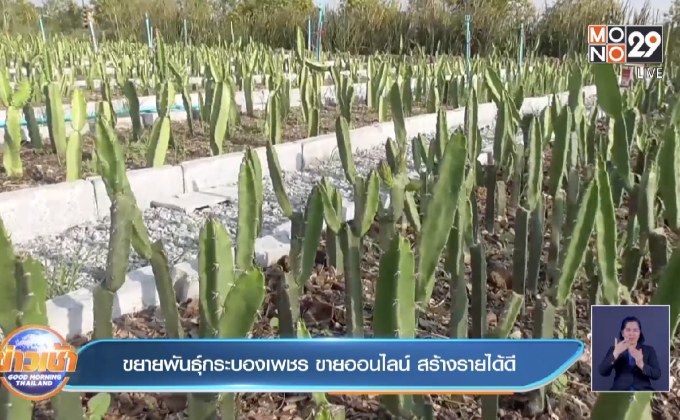 ขยายพันธุ์กระบองเพชร ขายออนไลน์ สร้างรายได้ดี