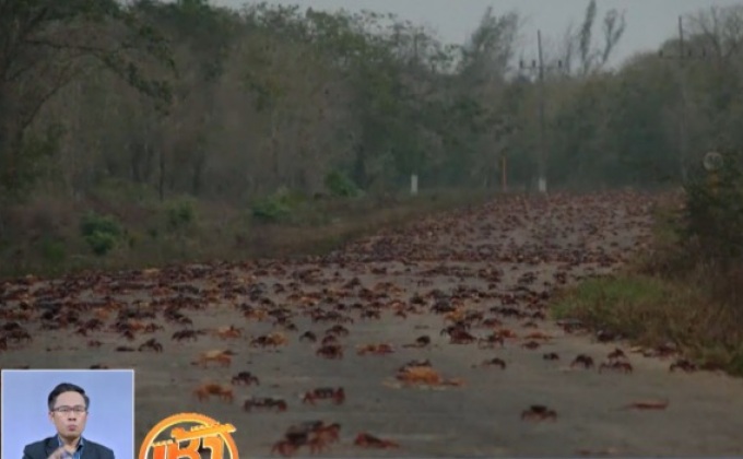 ฤดูปูวางไข่ในคิวบา