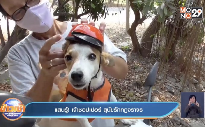 แสนรู้ ! เจ้าชอปเปอร์ สุนัขรักกฏจราจร