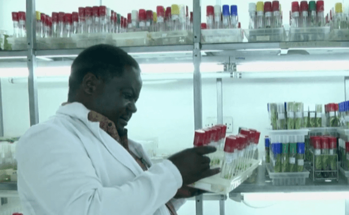 ยูกันดาพัฒนากล้วย GMO ต้านโรค