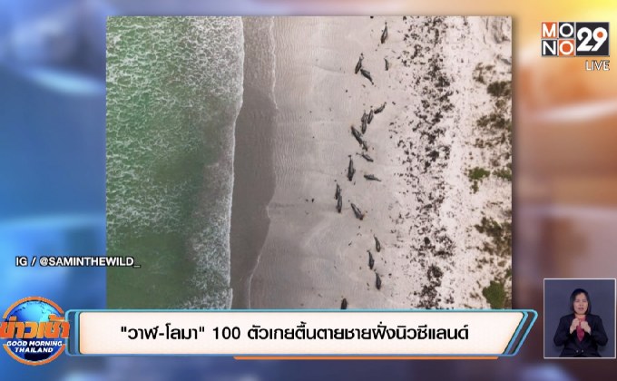 “วาฬ-โลมา” 100 ตัวเกยตื้นตายชายฝั่งนิวซีแลนด์