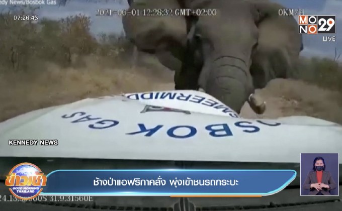 ช้างป่าแอฟริกา คลั่ง พุ่งเข้าชนรถปิคอัพ
