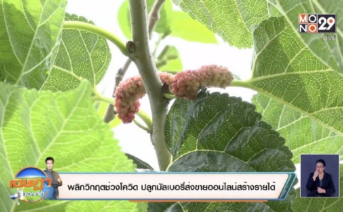 พลิกวิกฤตช่วงโควิด ปลูกมัลเบอรี่ส่งขายออนไลน์สร้างรายได้