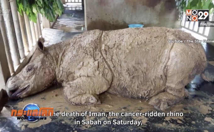 แรดสุมาตราตัวสุดท้ายในมาเลเซียตายแล้ว
