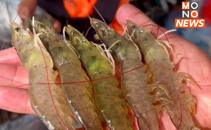 ผู้เลี้ยงกุ้งยังรอคำตอบ! รัฐบาลแก้ปัญหาราคาตกต่ำ