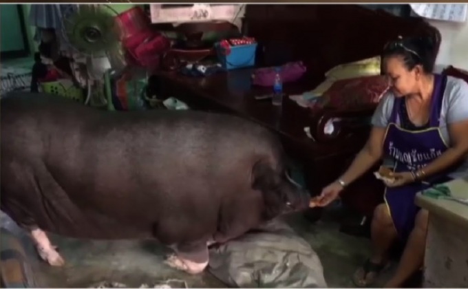 “โชกุน” หมูป่าแสนรู้กินอยู่แบบคน