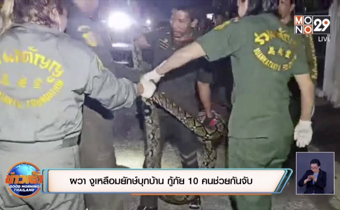ผวา งูเหลือมยักษ์บุกบ้าน  กู้ภัย 10 คนช่วยกันจับ