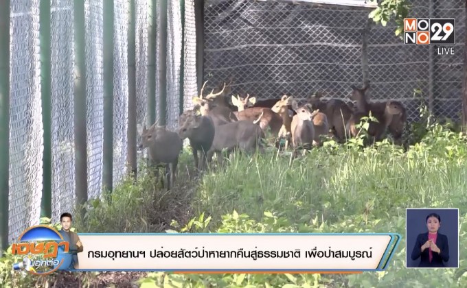 กรมอุทยานฯ ปล่อยสัตว์ป่าหายากคืนสู่ธรรมชาติ เพื่อป่าสมบูรณ์
